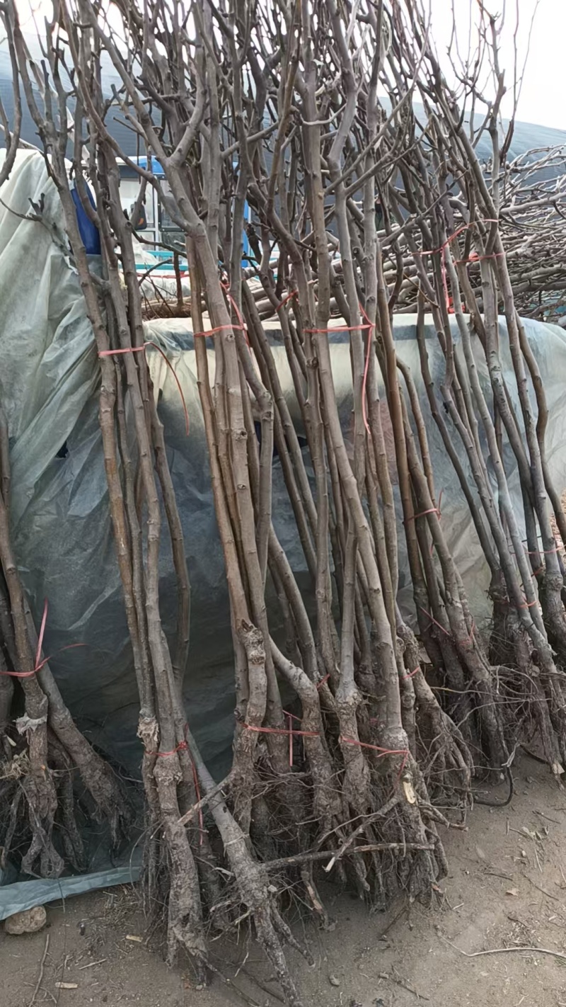 众诚1号苹果树苗，产量高，口感甜，个头大，品种优质，包邮