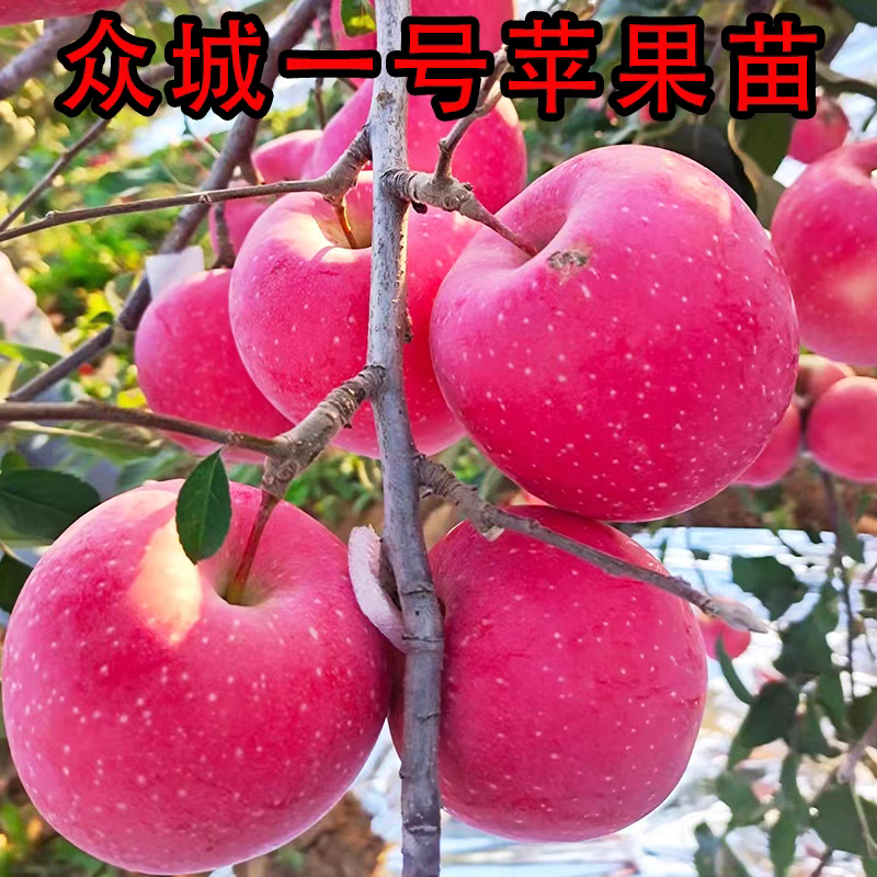 众诚1号苹果树苗，产量高，口感甜，个头大，品种优质，包邮
