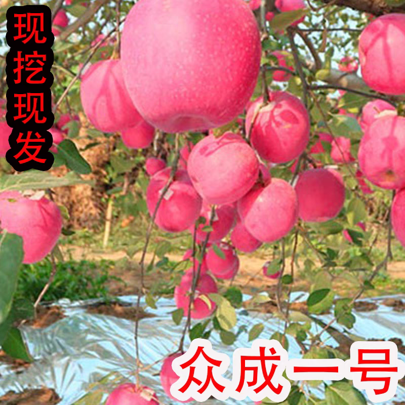 众诚1号苹果树苗，产量高，口感甜，个头大，品种优质，包邮