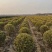 基地大量出售冠幅80-150厘米金边黄杨球