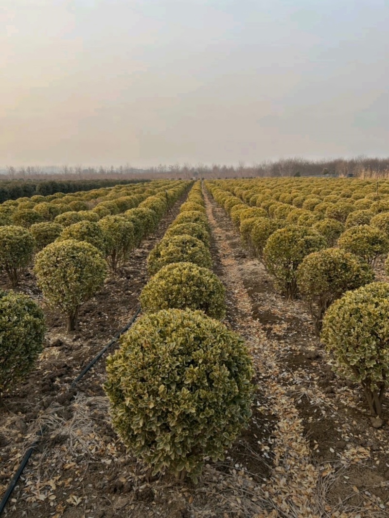 基地大量出售冠幅80-150厘米金边黄杨球