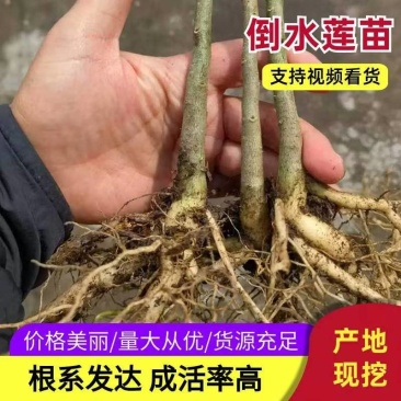 黄花倒水莲种苗货源充足规格齐全成活率高欢迎电话联系