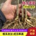 黄花倒水莲种苗货源充足规格齐全成活率高欢迎电话联系