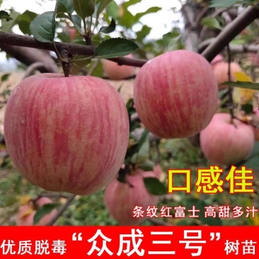 众诚三号苹果树苗，口感脆甜，个头大，产量高，包邮包活
