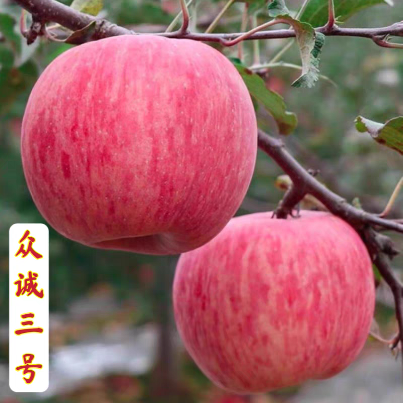 众诚三号苹果树苗，口感脆甜，个头大，产量高，包邮包活