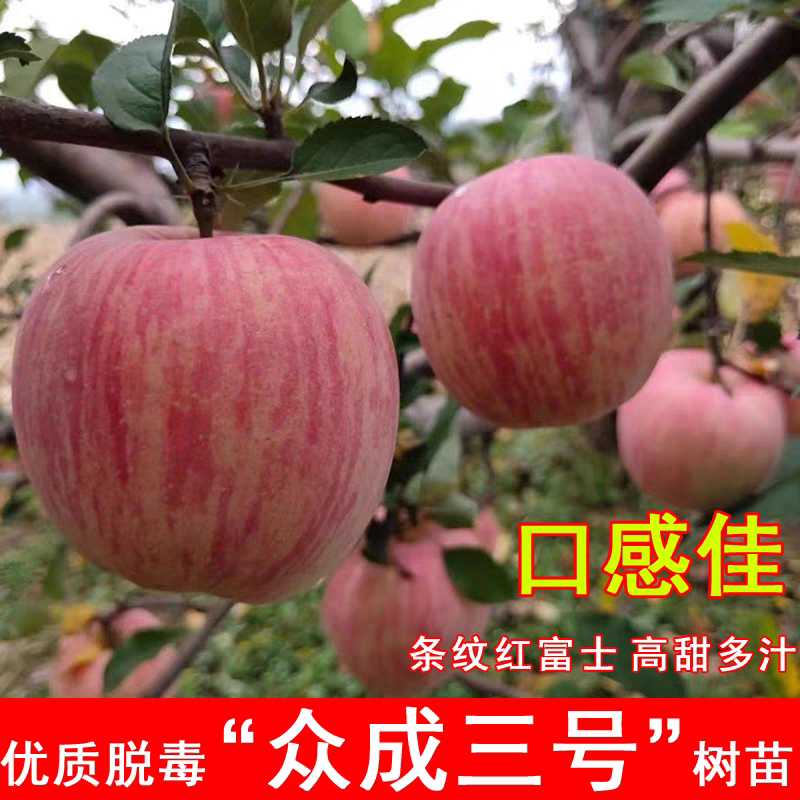 众诚三号苹果树苗，口感脆甜，个头大，产量高，包邮包活