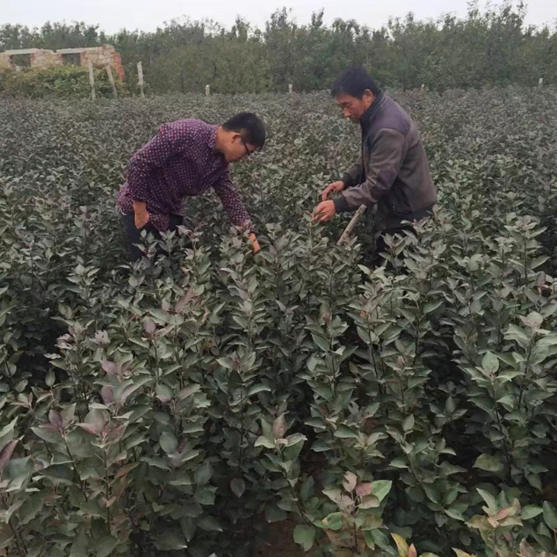 众诚三号苹果树苗，口感脆甜，个头大，产量高，包邮包活