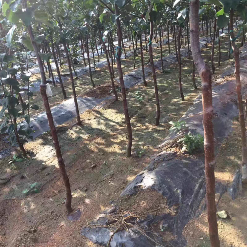 众诚三号苹果树苗，口感脆甜，个头大，产量高，包邮包活