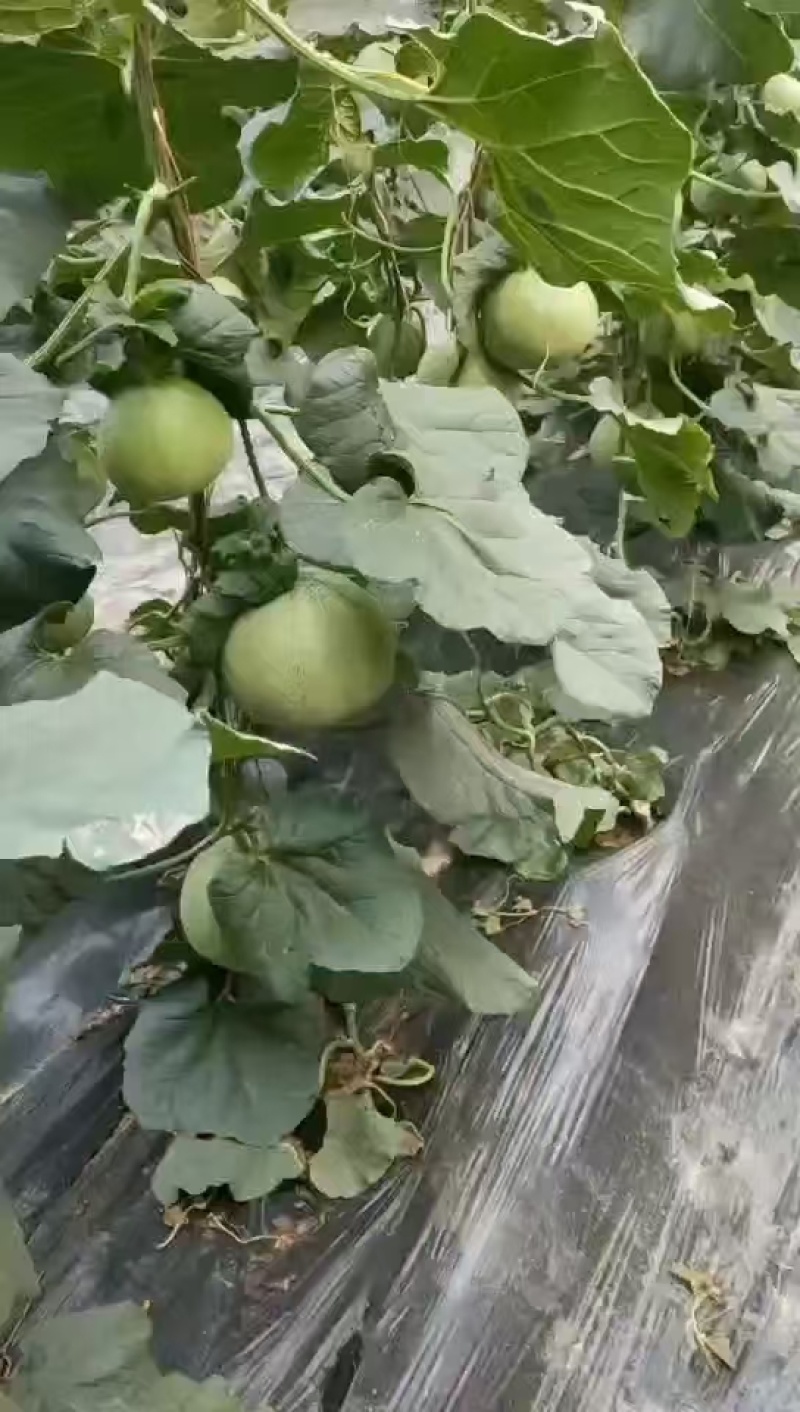 山东莘县绿宝甜瓜对接全国市场量大从优香甜可口欢迎采购