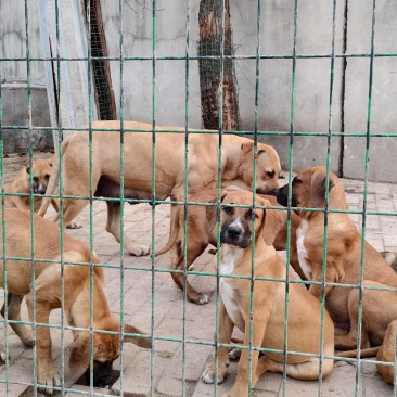 幼犬