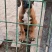 幼犬
