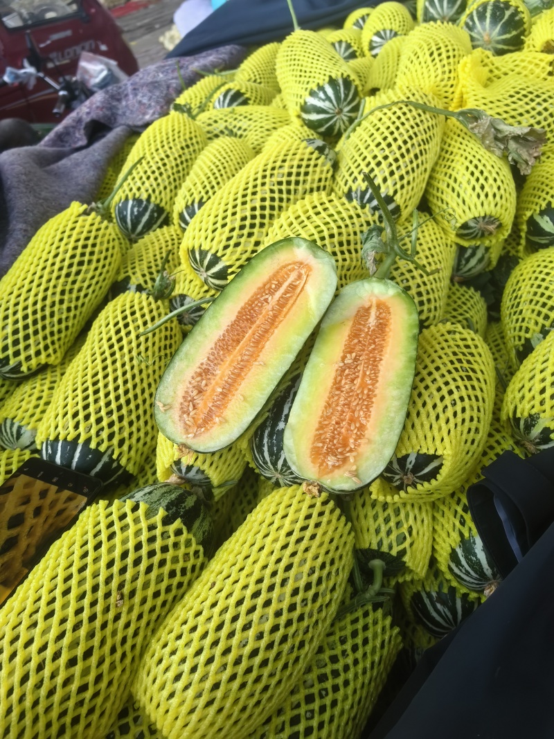 精品甜瓜博洋甜瓜山东甜瓜货源充足量大从优质量保证欢迎咨询