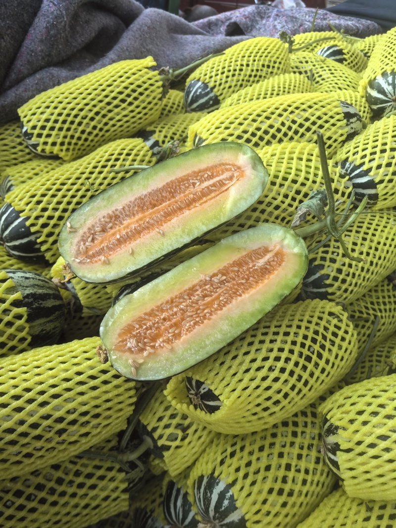 精品甜瓜博洋甜瓜山东甜瓜货源充足量大从优质量保证欢迎咨询