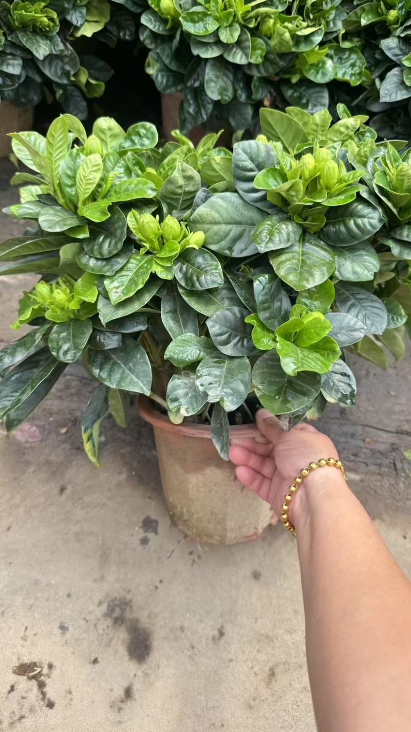 230栀子花，丛生棒棒糖都有，货靓