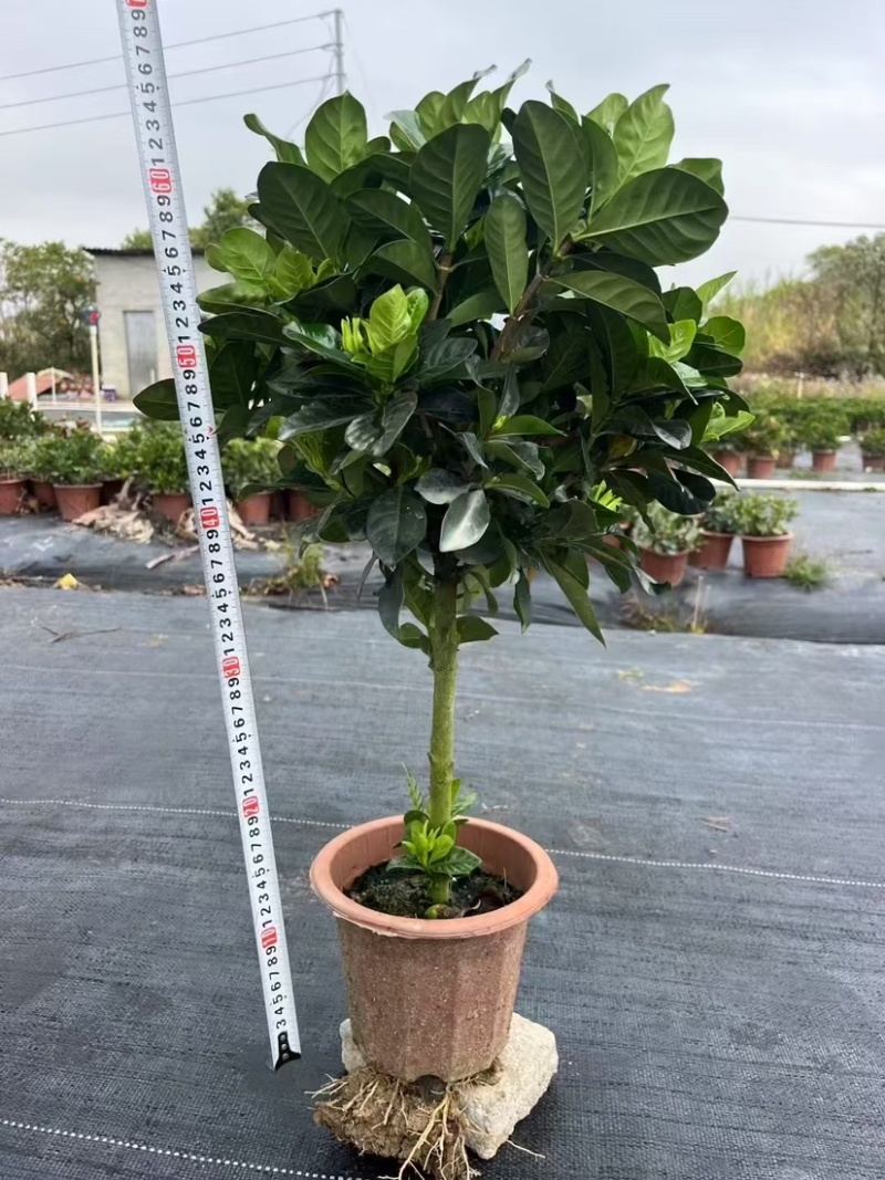 230栀子花，丛生棒棒糖都有，货靓