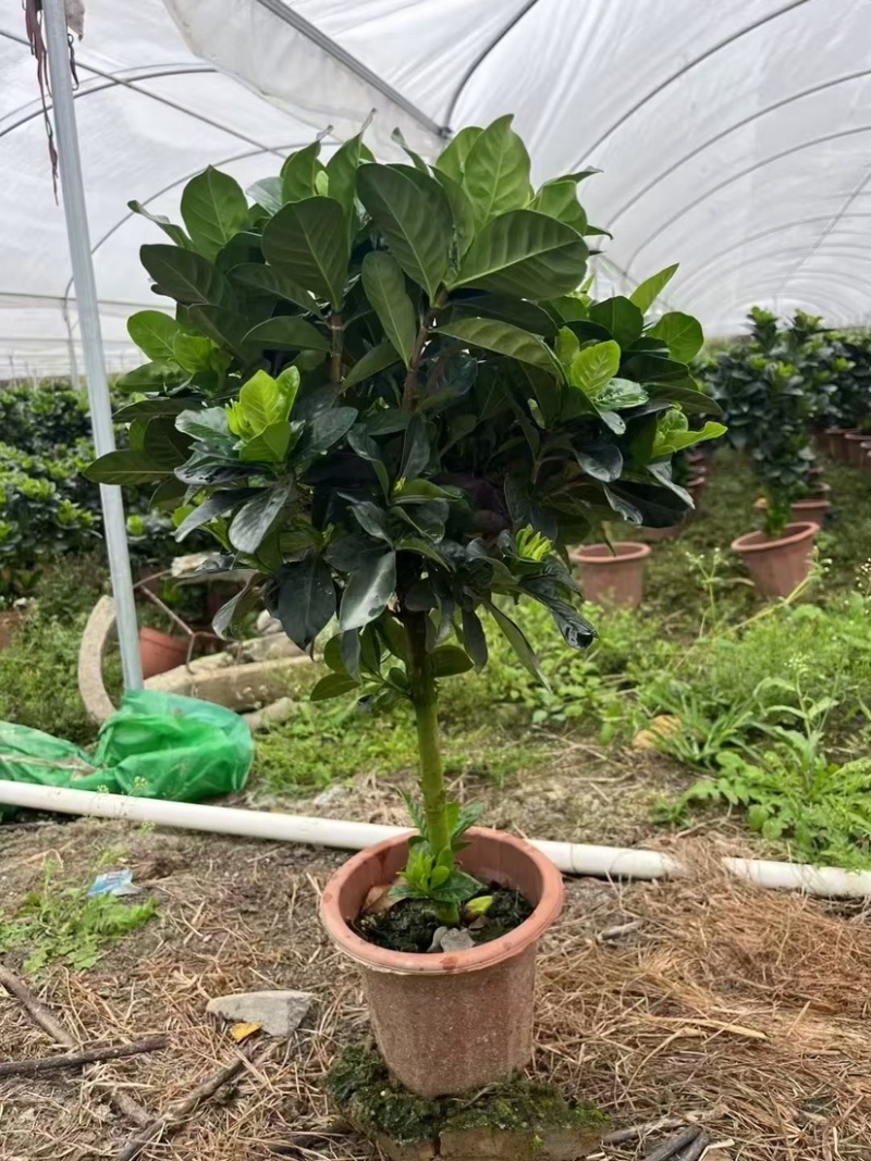 230栀子花，丛生棒棒糖都有，货靓