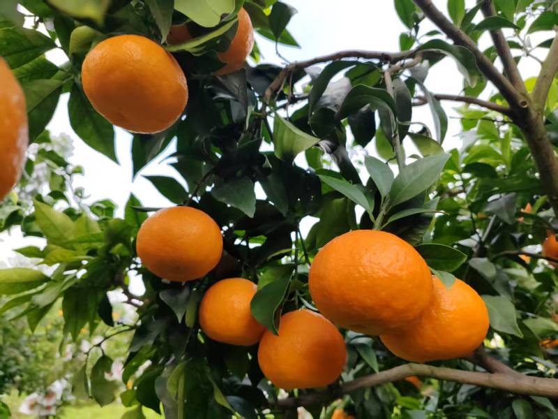 四川爱媛橙果冻橙皮薄多汁品质保证欢迎联系供全国