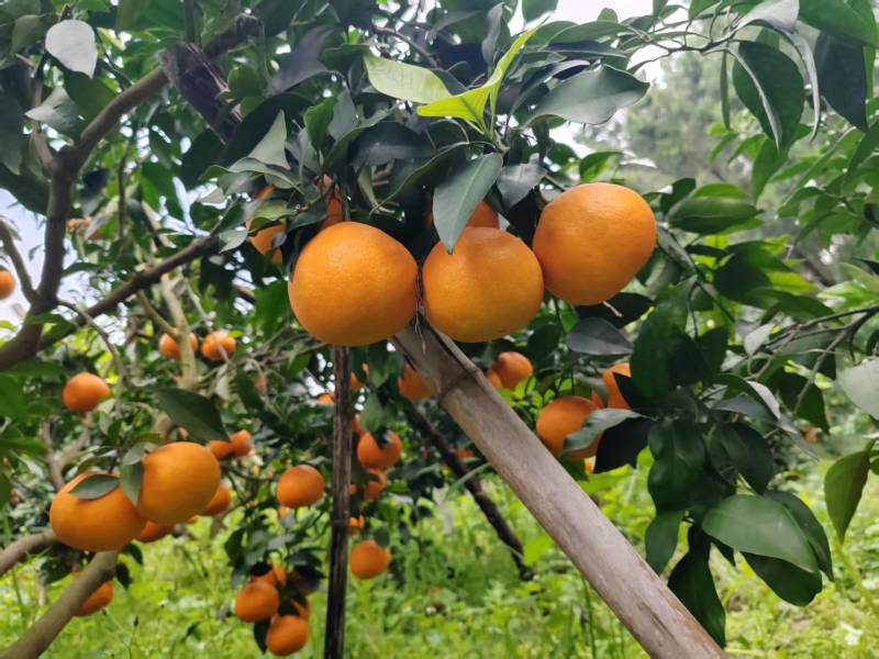 四川爱媛橙果冻橙皮薄多汁品质保证欢迎联系供全国