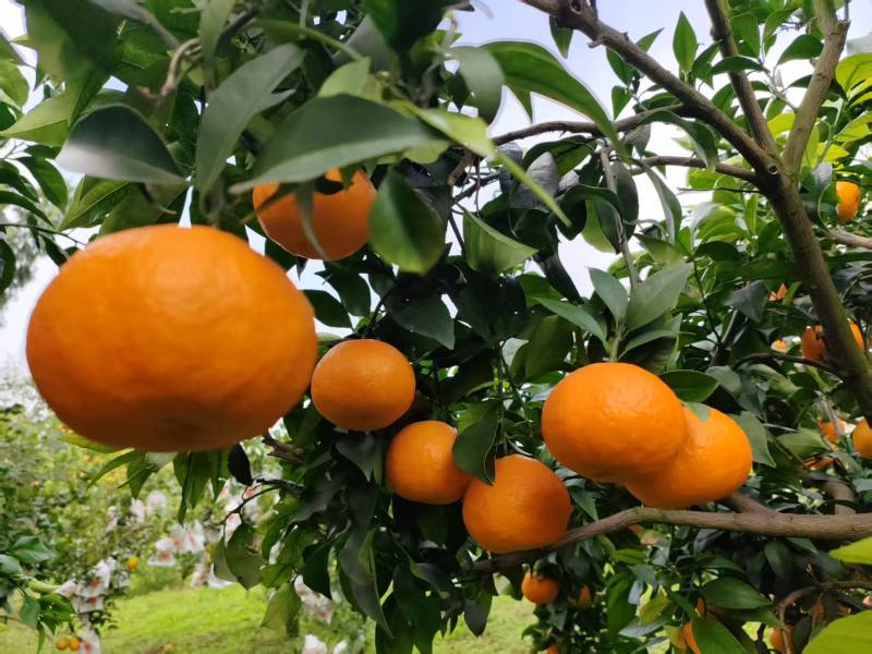 四川爱媛橙果冻橙皮薄多汁品质保证欢迎联系供全国