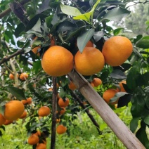 四川爱媛橙果冻橙皮薄多汁品质保证欢迎联系供全国
