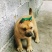 五黑犬，大黄。看上联系。***********