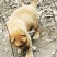 五黑犬，大黄。看上联系。***********