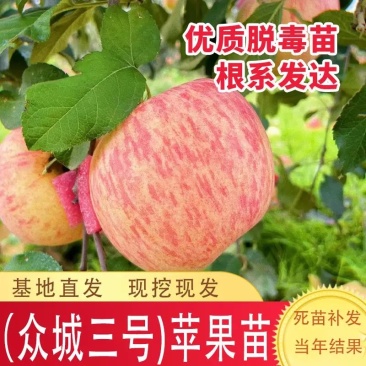 众城三号苹果树苗、口感酸甜可口个头大、包邮包活