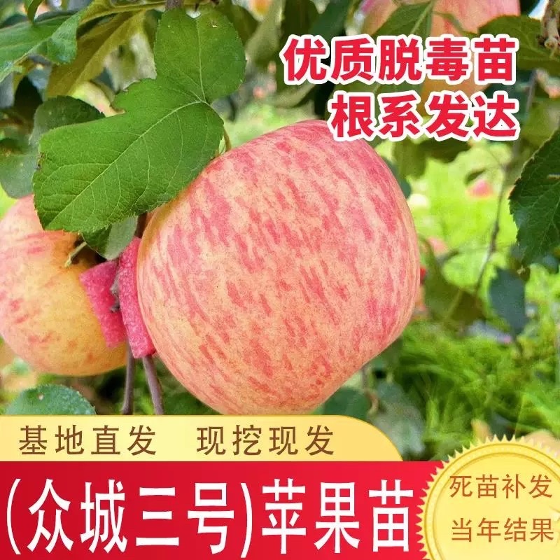 众城三号苹果树苗、口感酸甜可口个头大、包邮包活