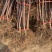 众城三号苹果树苗、口感酸甜可口个头大、包邮包活