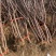 众城三号苹果树苗、口感酸甜可口个头大、包邮包活