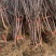 众城三号苹果树苗、口感酸甜可口个头大、包邮包活