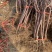 众城三号苹果树苗、口感酸甜可口个头大、包邮包活