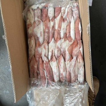 钓55号鱿鱼