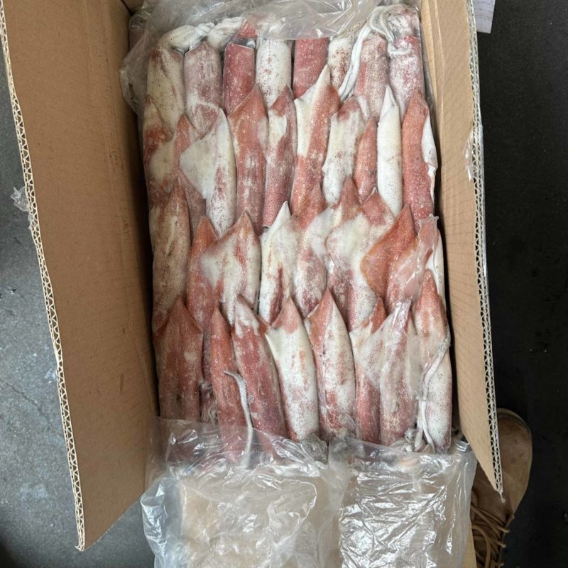 钓55号鱿鱼