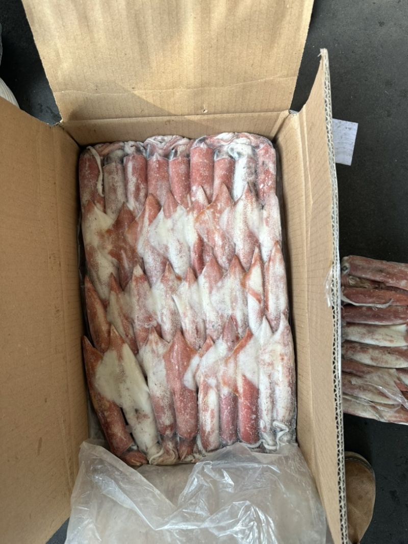 钓55号鱿鱼