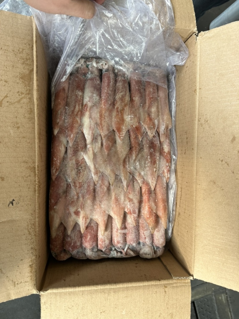 钓55号鱿鱼
