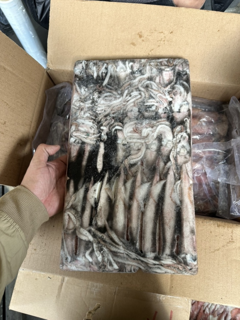 钓55号鱿鱼