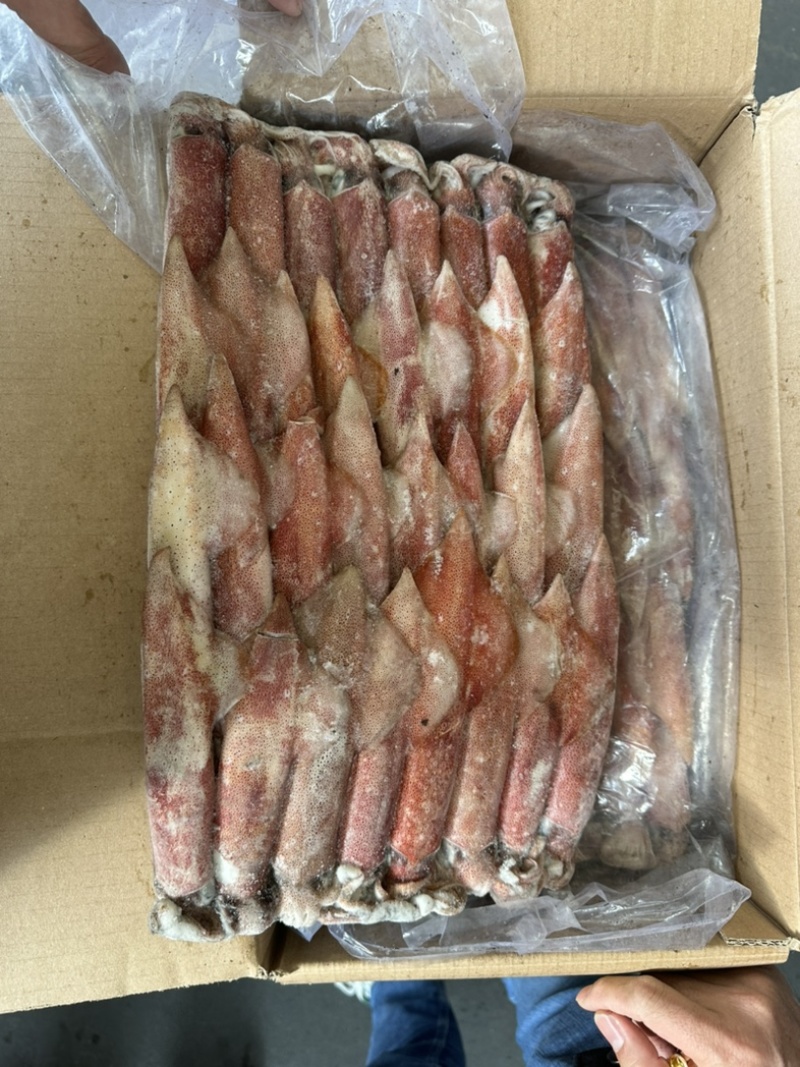 钓55号鱿鱼