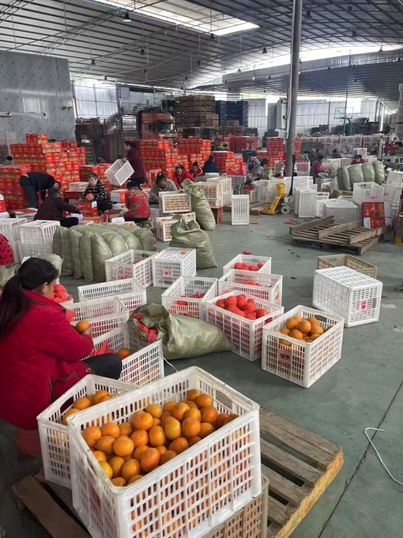 春见粑粑柑大量现货商超社区团购电商一件代发