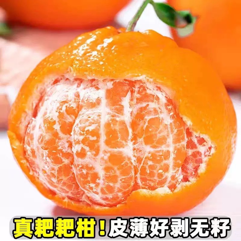 春见粑粑柑大量现货商超社区团购电商一件代发
