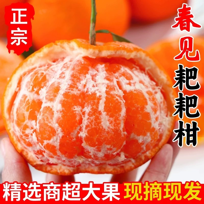 春见粑粑柑大量现货商超社区团购电商一件代发
