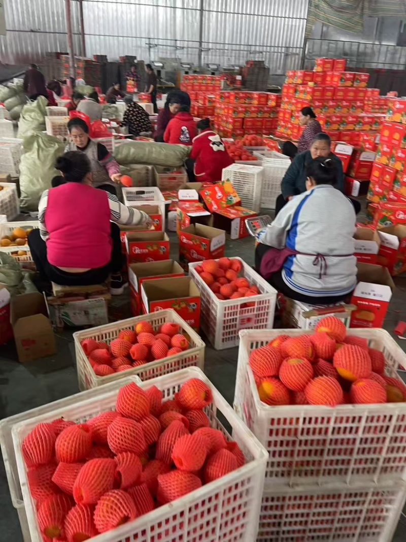 春见粑粑柑大量现货商超社区团购电商一件代发