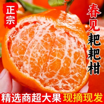 春见粑粑柑大量现货商超社区团购电商一件代发
