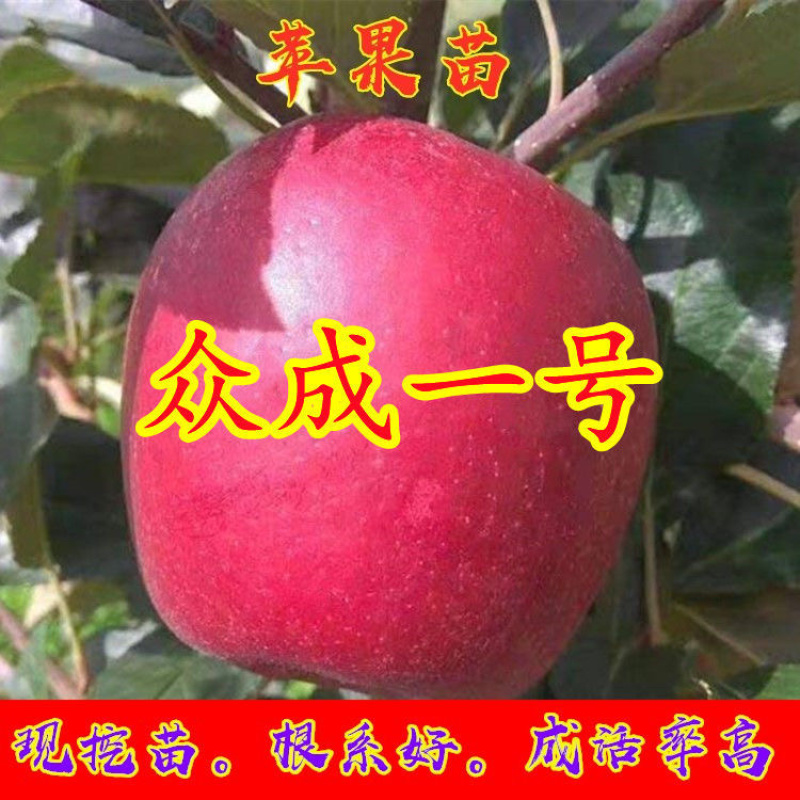 众城1号苹果树苗，肉质细脆，汁多味甜，香气浓重