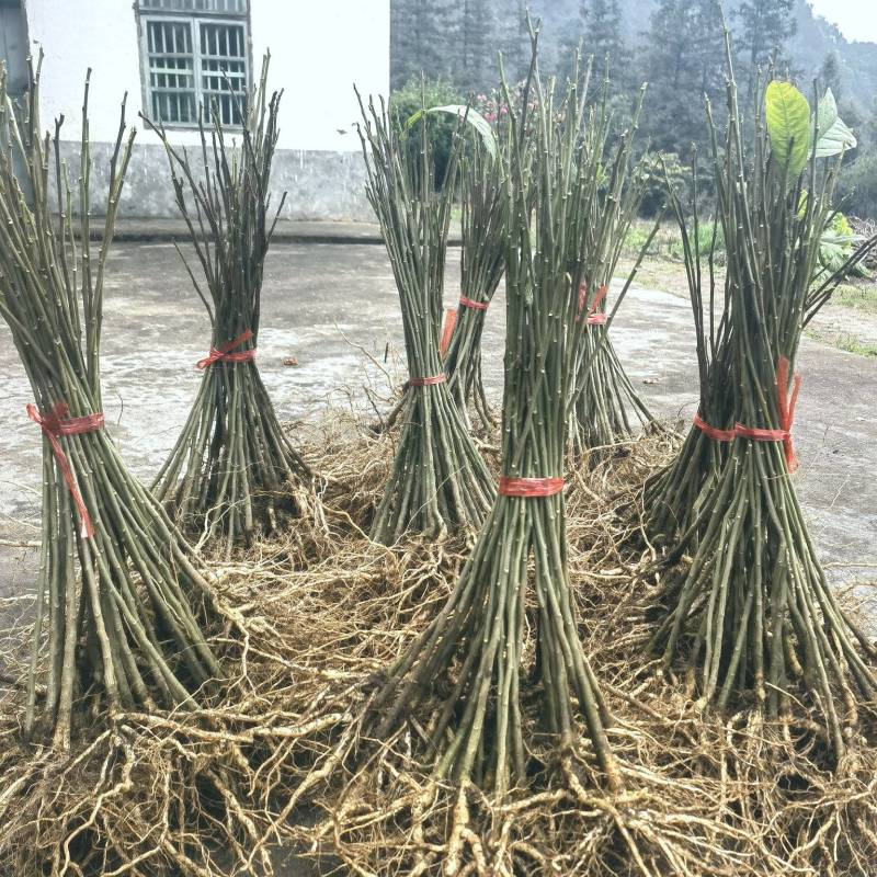 广西灵川黄花倒水莲苗大量供应规格齐全欢迎电话联系