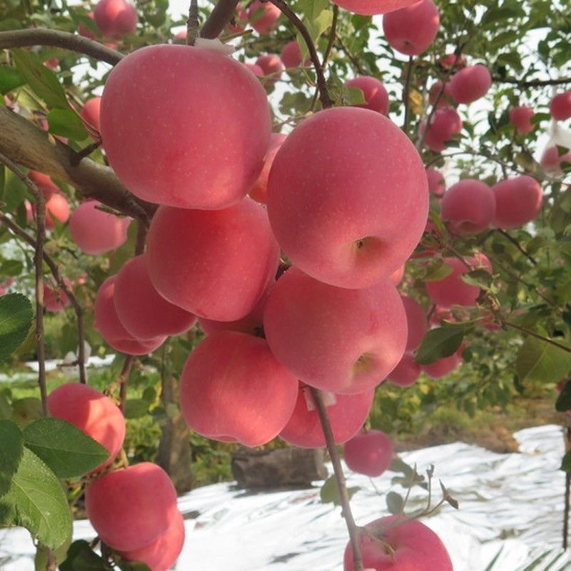 众城1号苹果树苗，肉质细脆，汁多味甜，香气浓重