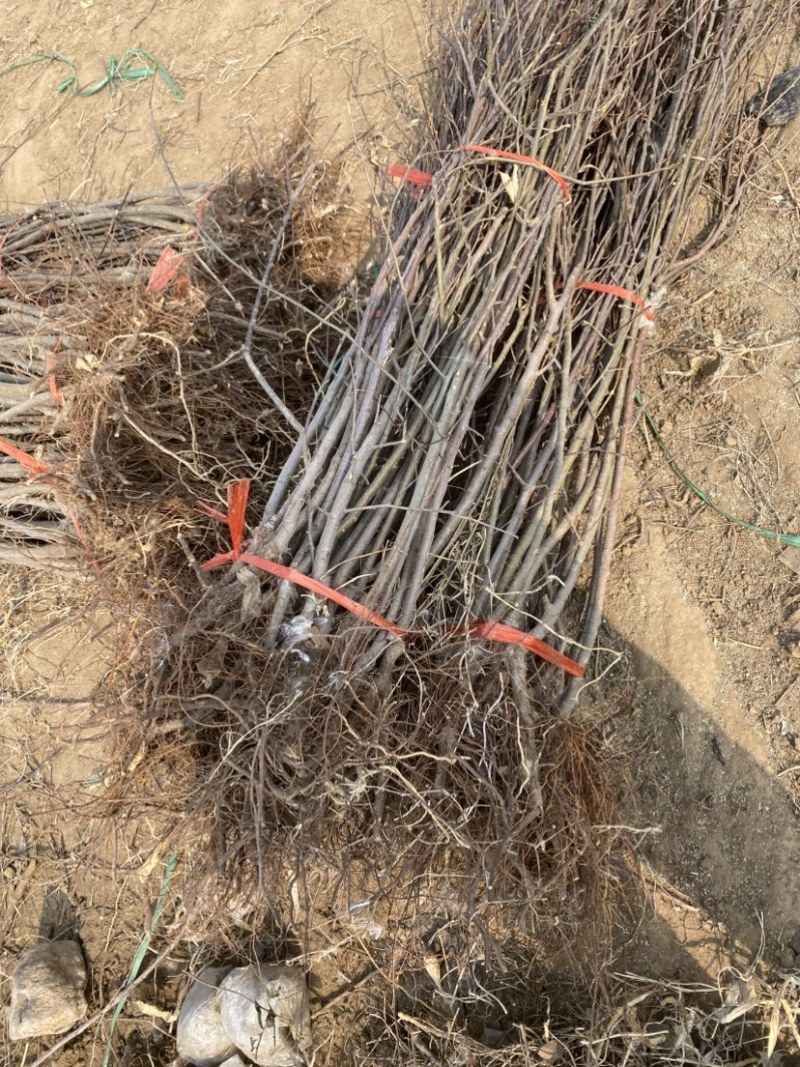 众城1号苹果树苗，肉质细脆，汁多味甜，香气浓重