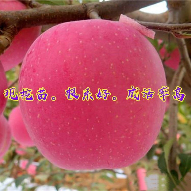 众城1号苹果树苗，肉质细脆，汁多味甜，香气浓重