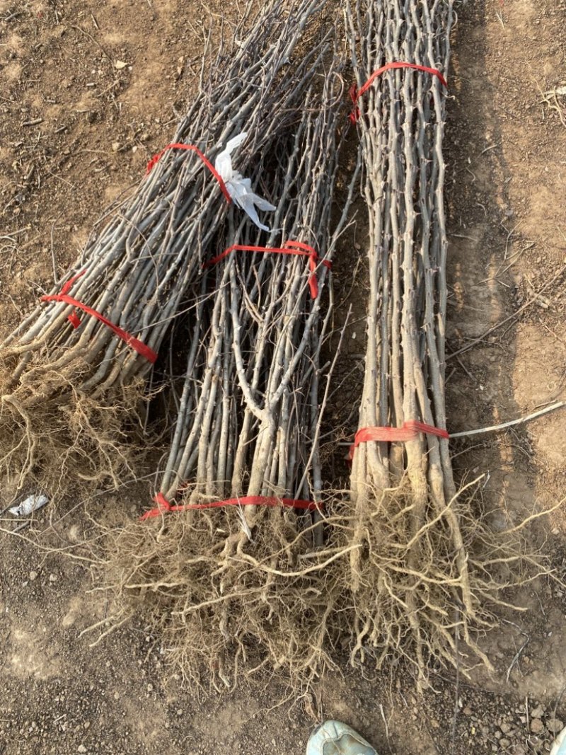 众城1号苹果树苗，肉质细脆，汁多味甜，香气浓重
