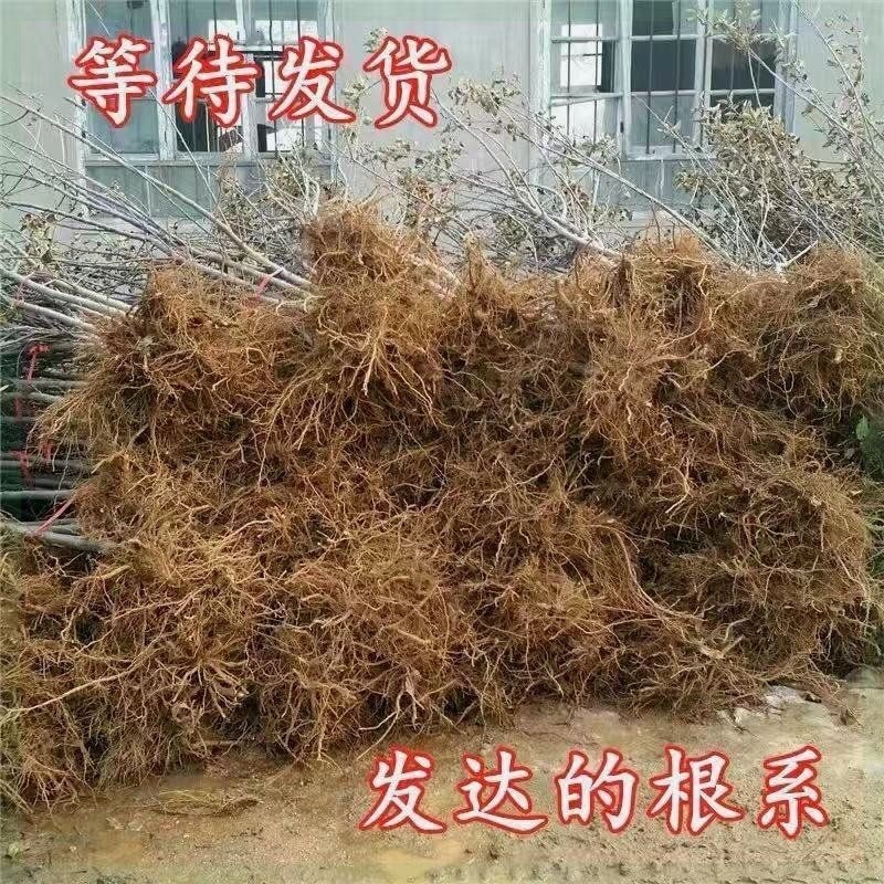 众城1号苹果树苗，肉质细脆，汁多味甜，香气浓重